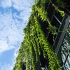 Aménagement de bureaux durables : optez pour des plantes et de la verdure !