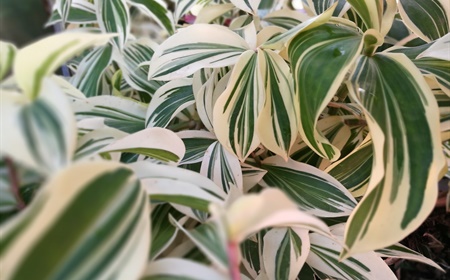 Louer ou acheter le pleomele comme plante de bureau