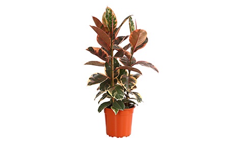 De ficus elastica Belize als kantoorplant