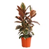 De ficus elastica Belize als kantoorplant