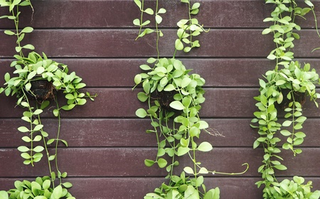 La plante à pièces comme plante de bureau