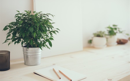 Quelles espèces de plantes sont commodes pour le bureau ?