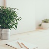 Welke plantensoorten zijn gemakkelijk voor kantoor?