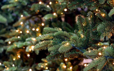 Welke kerstboom kiest u dit jaar voor uw bedrijf?