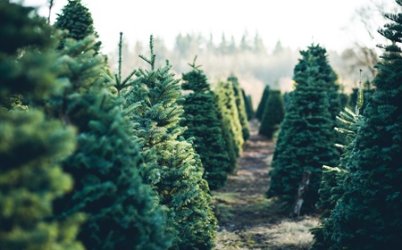 Un vrai sapin de Noël ou un arbre artificiel ? Tous les avantages et inconvénients