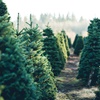 Un vrai sapin de Noël ou un arbre artificiel ? Tous les avantages et inconvénients