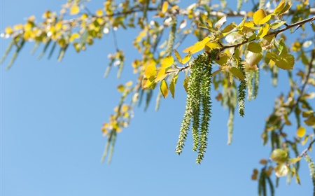 5 plantes et arbres indigènes populaires