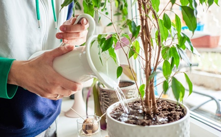 Deze 6 planten hebben weinig water nodig