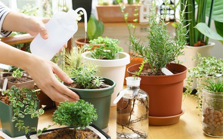Entretien de vos plantes au bureau pendant l’été : protégez vos plantes pendant vos vacances