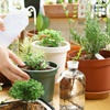 Onderhoud bedrijfsplanten in de zomer: bescherm uw planten tijdens het verlof