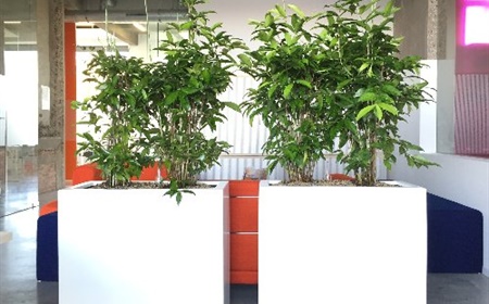 Natuurlijk interieur in je bedrijf? Denk aan planten!