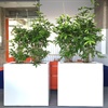 Esthétique végétale pour entreprises et bureaux