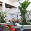 Natuurlijk interieur in je bedrijf? Denk aan planten!