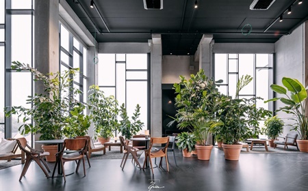 Bomen binnen plaatsen? Alles wat je moet weten