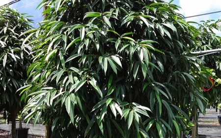 Ficus maclellandii Alii als kantoorplant