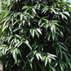 Ficus maclellandii Alii als kantoorplant