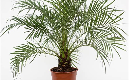 Le palmier dattier nain comme plante de bureau
