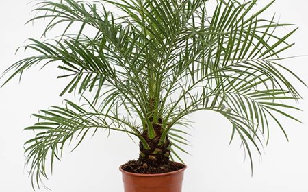 Dwergdadelpalm als kantoorplant