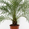 Le palmier dattier nain comme plante de bureau