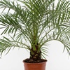 Dwergdadelpalm als kantoorplant