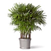 Un palmier bambou comme plante de bureau