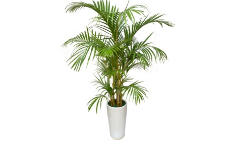 Palmier Areca comme plante de bureau