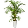 Areca palm als kantoorplant