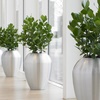 Plantes de bureau: un investissment? 