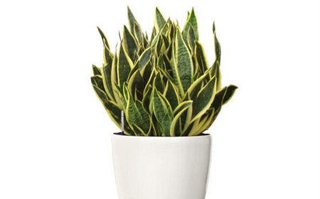 Lange de belle-mère (sansevieria) au bureau