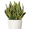 Lange de belle-mère (sansevieria) au bureau