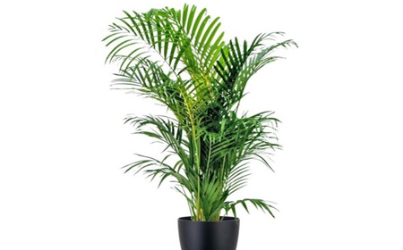 Kentia palm