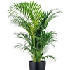 Kentia palm huren als kantoorplant