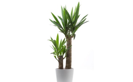 Yucca huren als kantoorplant