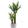 Louer ou acheter le yucca comme plante de bureau