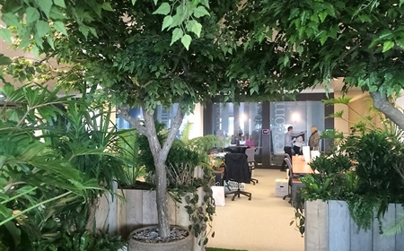 Plants for a healthier, open plan office