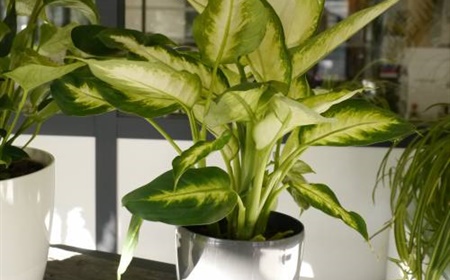 De Chinese Evergreen huren als kantoorplant