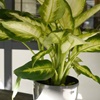 De Chinese Evergreen huren als kantoorplant