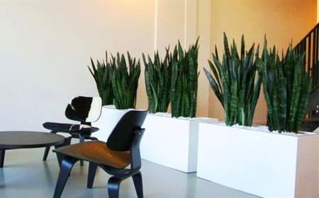 10 plantes de bureau populaires