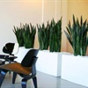 10 plantes de bureau populaires