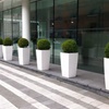 De buxus huren als kantoorplant