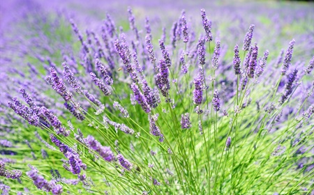 Lavendel huren als kantoorplant