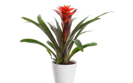 De bromelia huren als kantoorplant