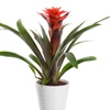 De bromelia huren als kantoorplant