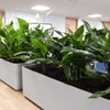 Les 5 plantes les plus résistantes au bureau