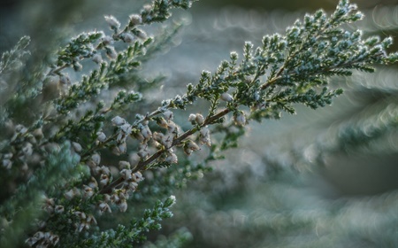 Hoe planten beschermen tegen de winterkou?