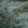 Hoe planten beschermen tegen de winterkou?