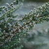  Comment protégez-vous vos plantes de bureau contre la neige et le gel ?