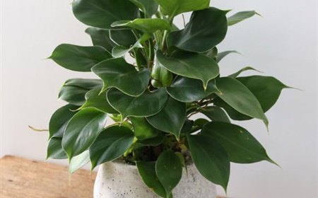 Louer le Philodendron Imperial comme plante de bureau ?