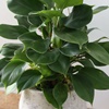 Louer le Philodendron Imperial comme plante de bureau ?