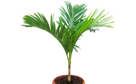 De manilla palm huren als kantoorplant